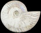 Silver Iridescent Ammonite - Madagascar #54874-1